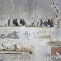 کفتر|پرنده|قنوات, |دیوار