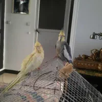 جفت عروس هلندی