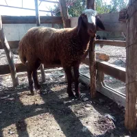 توقلی ماده چاق|حیوانات مزرعه|سیمین شهر, |دیوار