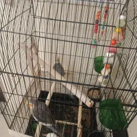 عروس هلندی|پرنده|تهران, صادقیه|دیوار