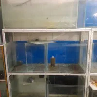 آکواریوم سالن ماهی|ماهی|اصفهان, راران|دیوار