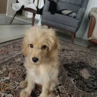 توله سگ میکس پودل وماتیز|سگ|شیراز, فرگاز|دیوار