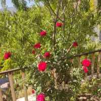 خانه دهبکری بام دهبکری