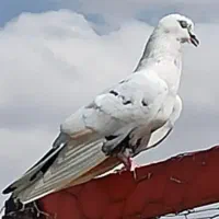 کود حیوانی فضله کفتر