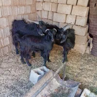 3عدد کهره