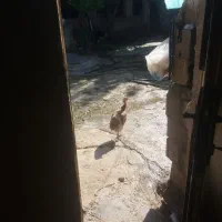 فروش بو قلمون