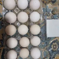 تخم مرغ