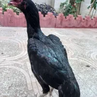 لاری مرغ نسل دار