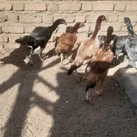 اوشامو|عمده‌فروشی|قزوین, |دیوار