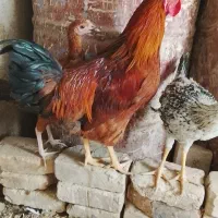 حیوانات مزرعه