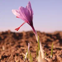 فروش پیاز زعفران اصل