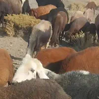 دوعدد قوچ اصل میاندوآب پرش تضمینی|حیوانات مزرعه|خوی, |دیوار