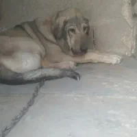 واگذاری سگ پژدر