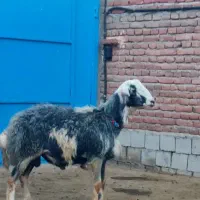 قوچ و میش|حیوانات مزرعه|گرگان, |دیوار