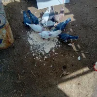 کبوتر پرشی ومسافتی