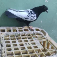 سینه سیاه نر|پرنده|سوسنگرد, |دیوار
