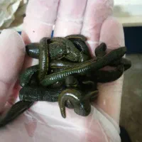 زالو/ طبی /ارایشی /درمانی