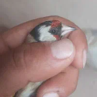 ماده نشان دار