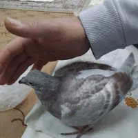 کبوتر گمشده