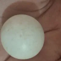 سنگ آسیاب اصل