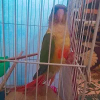 گرینچیک|پرنده|مشهد, رباط طرق|دیوار