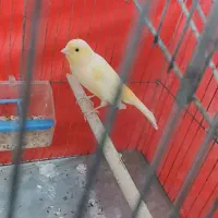 قناری نر سالم