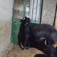 قوچ قرع چال|حیوانات مزرعه|هشترود, |دیوار