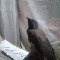 جوجه مینا فول دستی  جوجه امسال دهن باز سهره خاکی