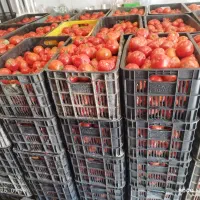 گورجه گوجه گرجه گوشتی