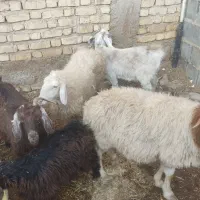 میش و بز و کهره|حیوانات مزرعه|کربال, |دیوار