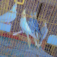 جوجه عروس هلندی|پرنده|رشت, احمد گوراب|دیوار