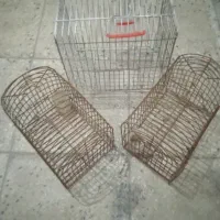 ۳تافقس سهره