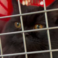 گربه|گربه|بندرلنگه, |دیوار