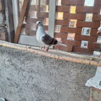 ی جوجه سفید کاکل دیروز گم شده|حیوانات|گرمسار, |دیوار