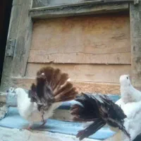 دمچتری دم قهوهی کاکلی