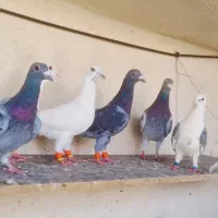 ۶تا کبوتر پلاکی باهم