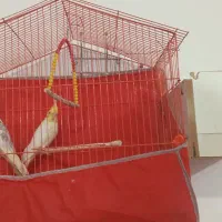 عروس هلندی جفت