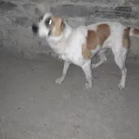 سگ گوسفندی آلابای|سگ|بجنورد, |دیوار