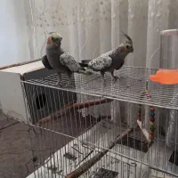 عروس هلندی معاوضه با....