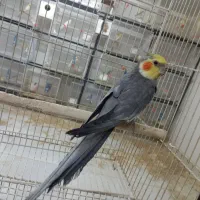 مجسمه عروس هلندی نر