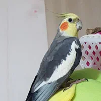 یه جفت عروس هلندی ماده و نر
