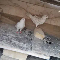 میبد|پرنده|یزد, |دیوار