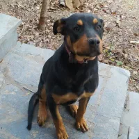 سگ روتوایلر نر