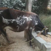 گاو شیری ۵ ماه ابستن