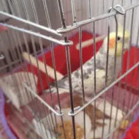 عروس هلندی