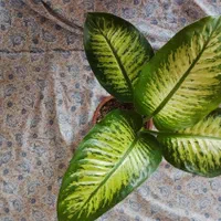 گل دیفن باخیا|گل و گیاه طبیعی|اهر, |دیوار