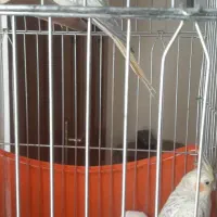 تعداد ۲ جفت عروس هلندی  مولد و ۲ عدد عروس خاکستری