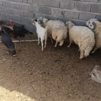 میش وبره