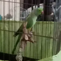 طوطی ملنگو نر مولد|پرنده|مینودشت, |دیوار