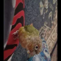 گمشده